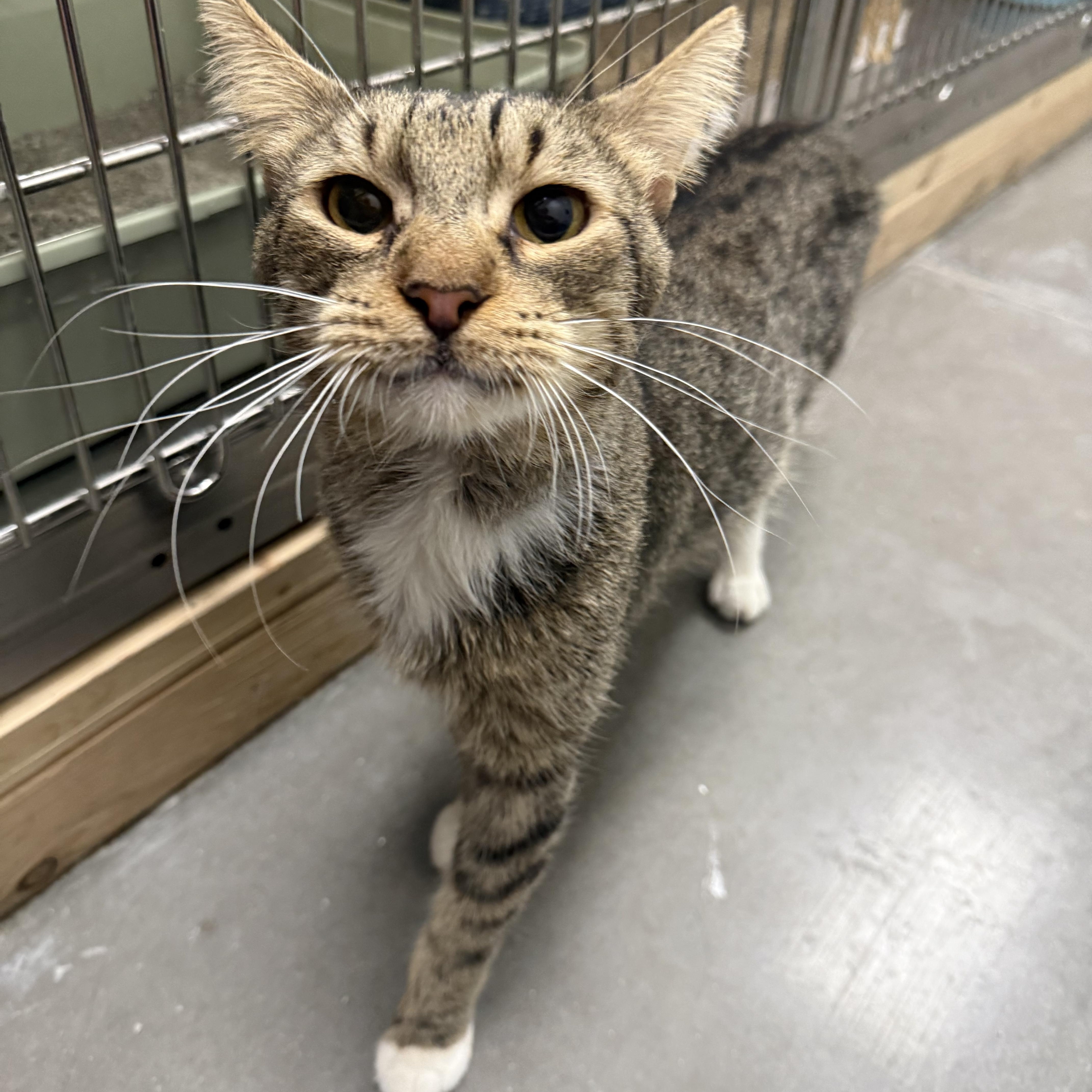 Cat for adoption - Ollie, a Domestic Short Hair in Chandler
