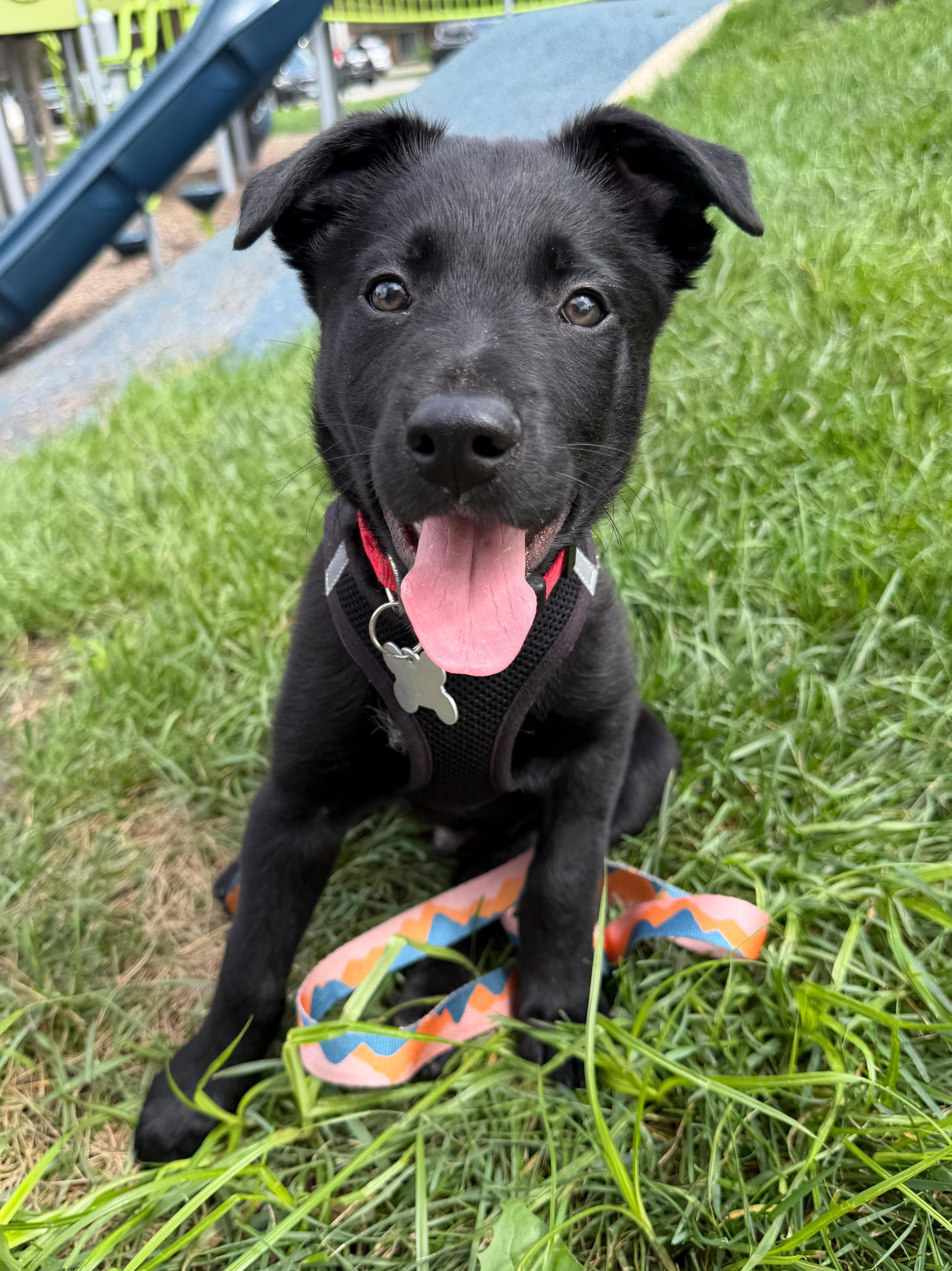 McGee, an adoptable mixed breed in Palatine, IL image 3/6