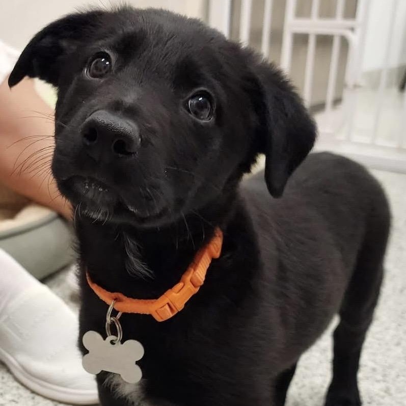McGee, an adoptable mixed breed in Palatine, IL image 6/6