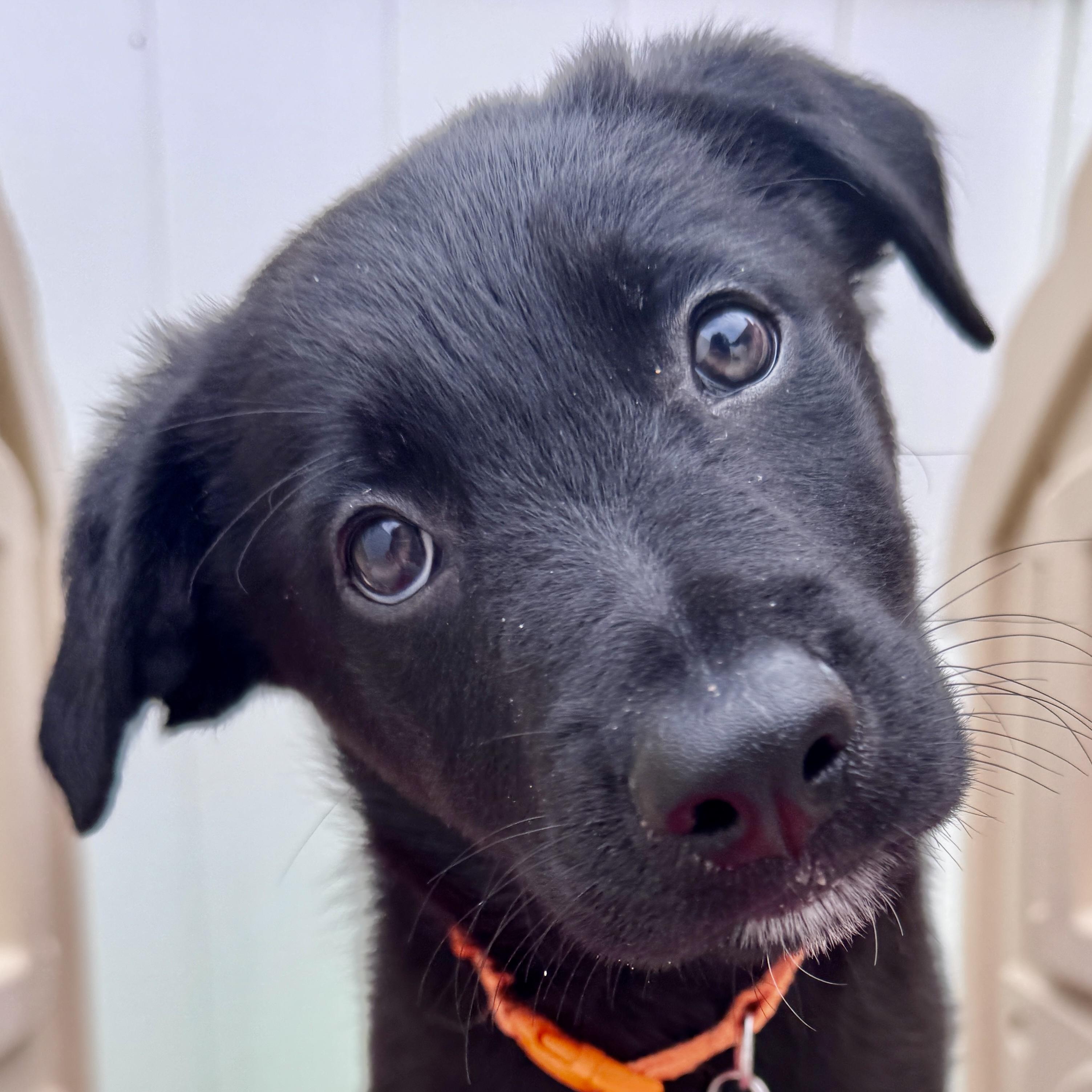 McGee, adoptable, Puppy Male Retriever & Mixed Breed.