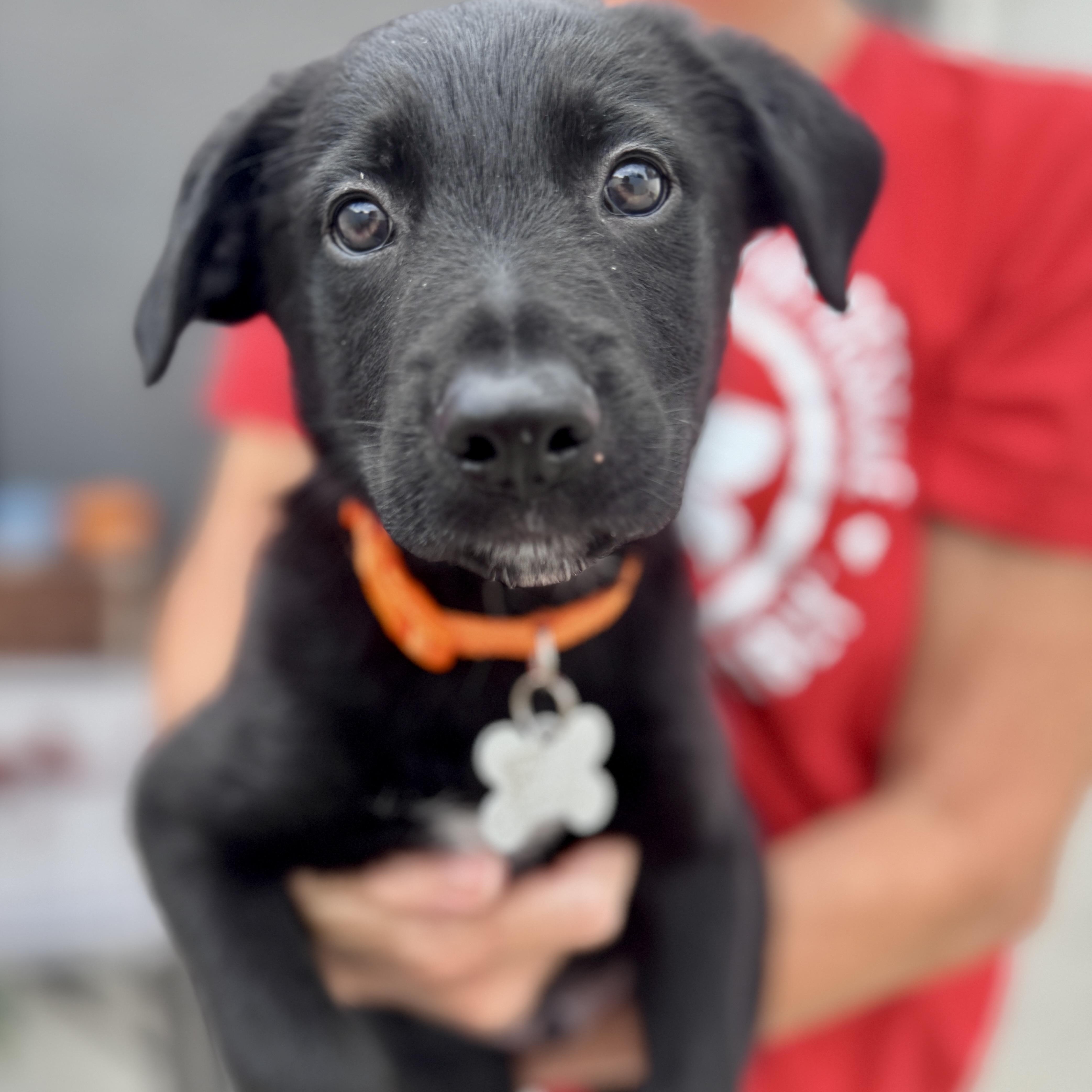 McGee, an adoptable mixed breed in Palatine, IL image 2/6