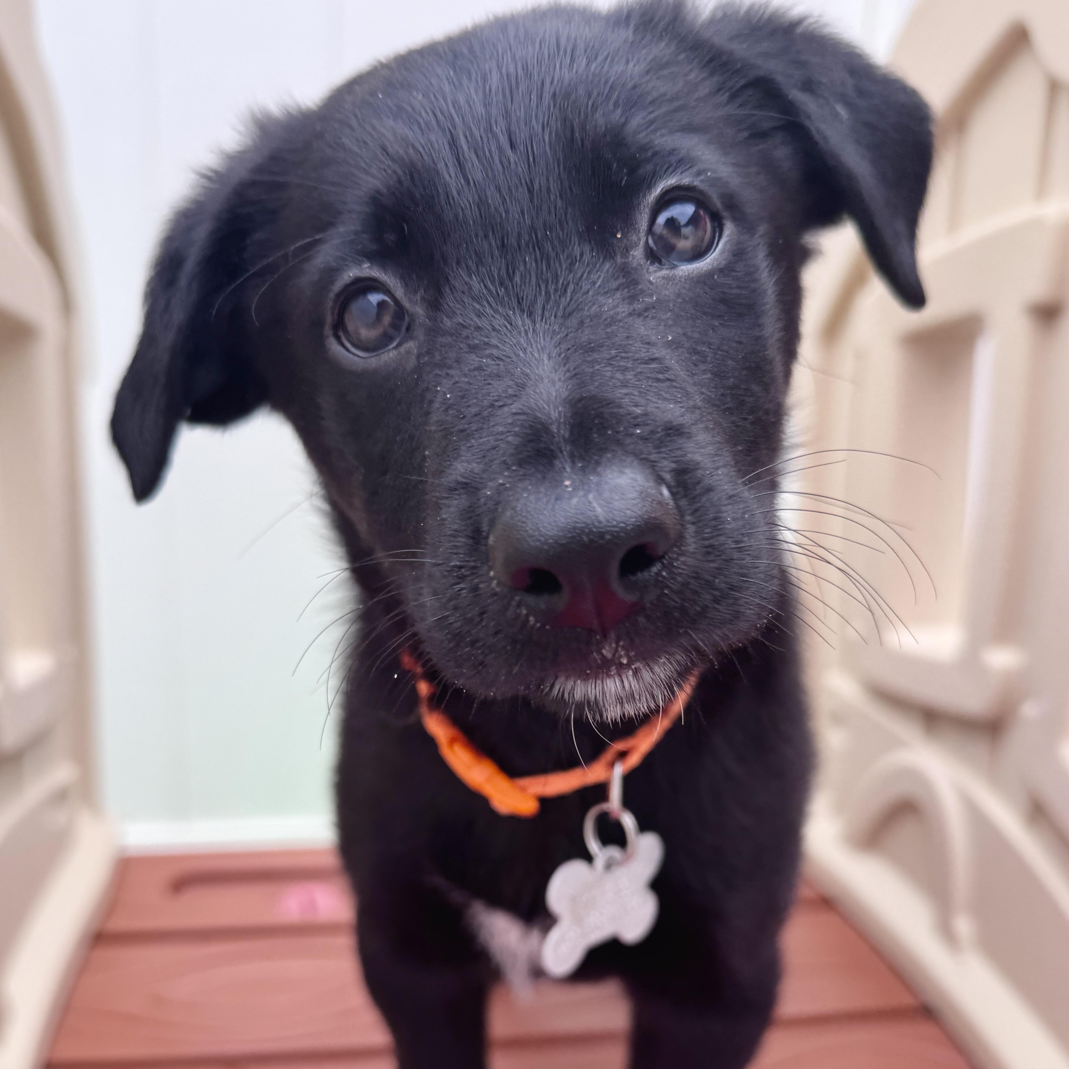 McGee, an adoptable mixed breed in Palatine, IL image 4/6