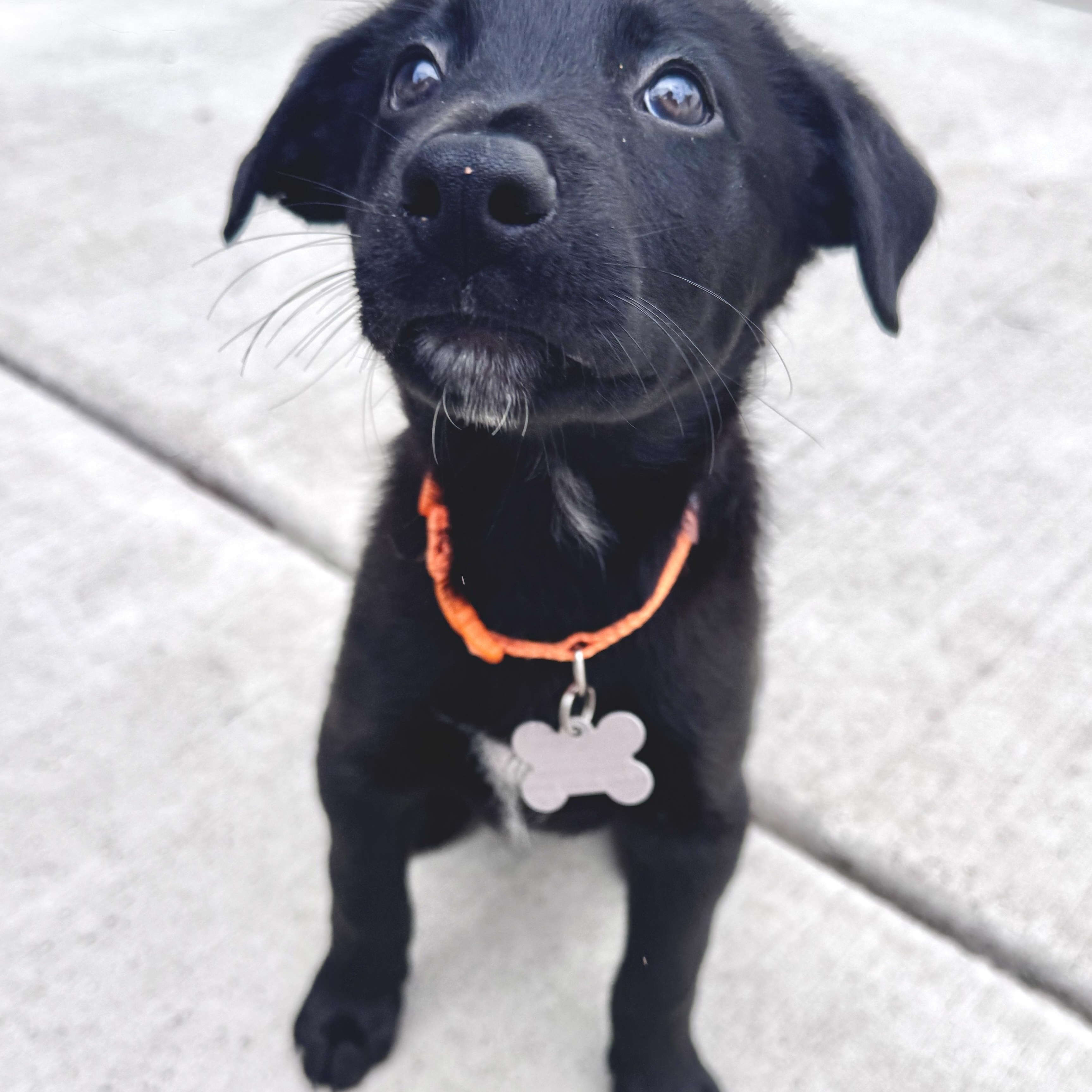 McGee, an adoptable mixed breed in Palatine, IL image 5/6