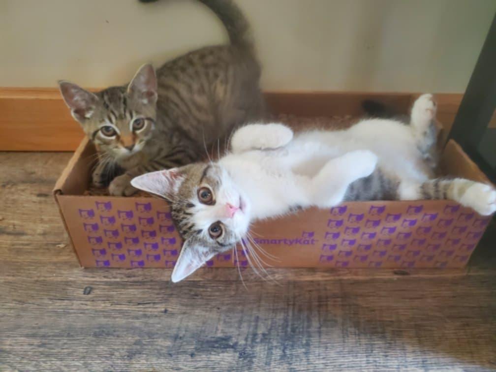 Enlarge Tiny, a Adopted Domestic Short Hair in Cortland, OH image 1/1