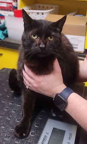 Enlarge Voodoo, a Adoptable Domestic Short Hair in Knoxville, IA image 1/1