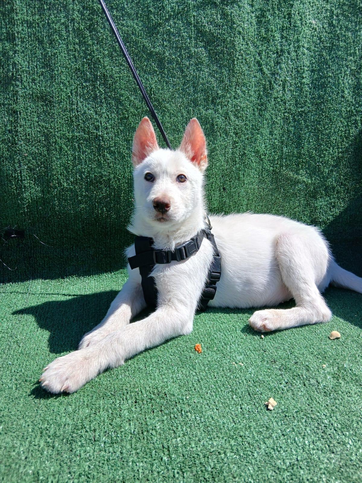 Marshmallow, an adopted mixed breed in Los Angeles, CA image 2/3