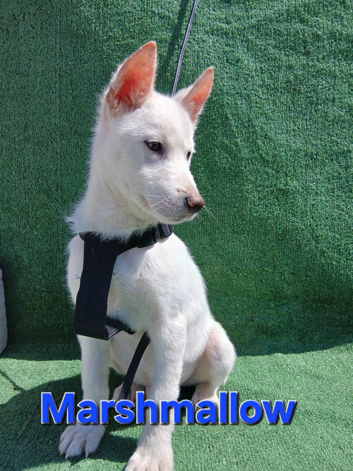 Marshmallow, an adopted mixed breed in Los Angeles, CA image 3/3