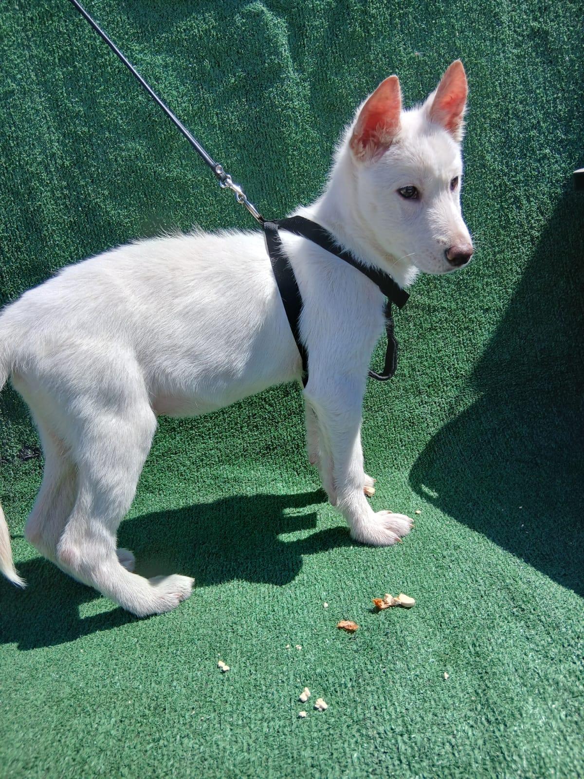Marshmallow, an adopted mixed breed in Los Angeles, CA image 1/3