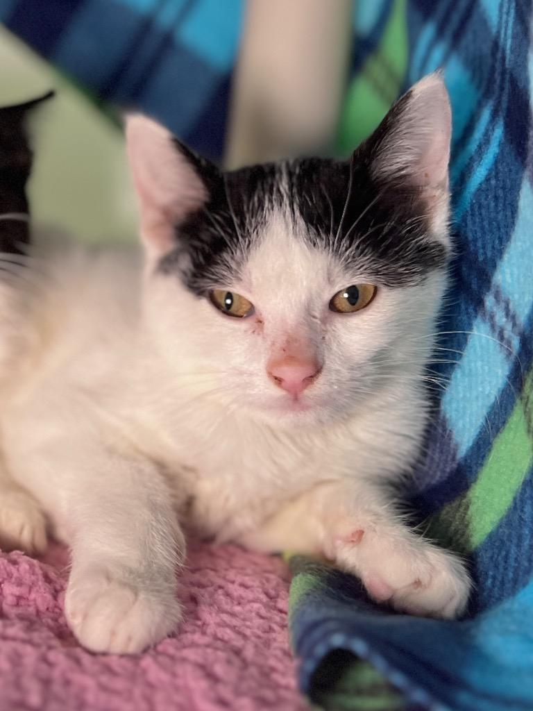 Donni, Adoptable, Kitten Male Domestic Short Hair.