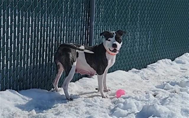 Enlarge OLIVES, a Adoptable Pit Bull Terrier in Springfield, MA image 1/1