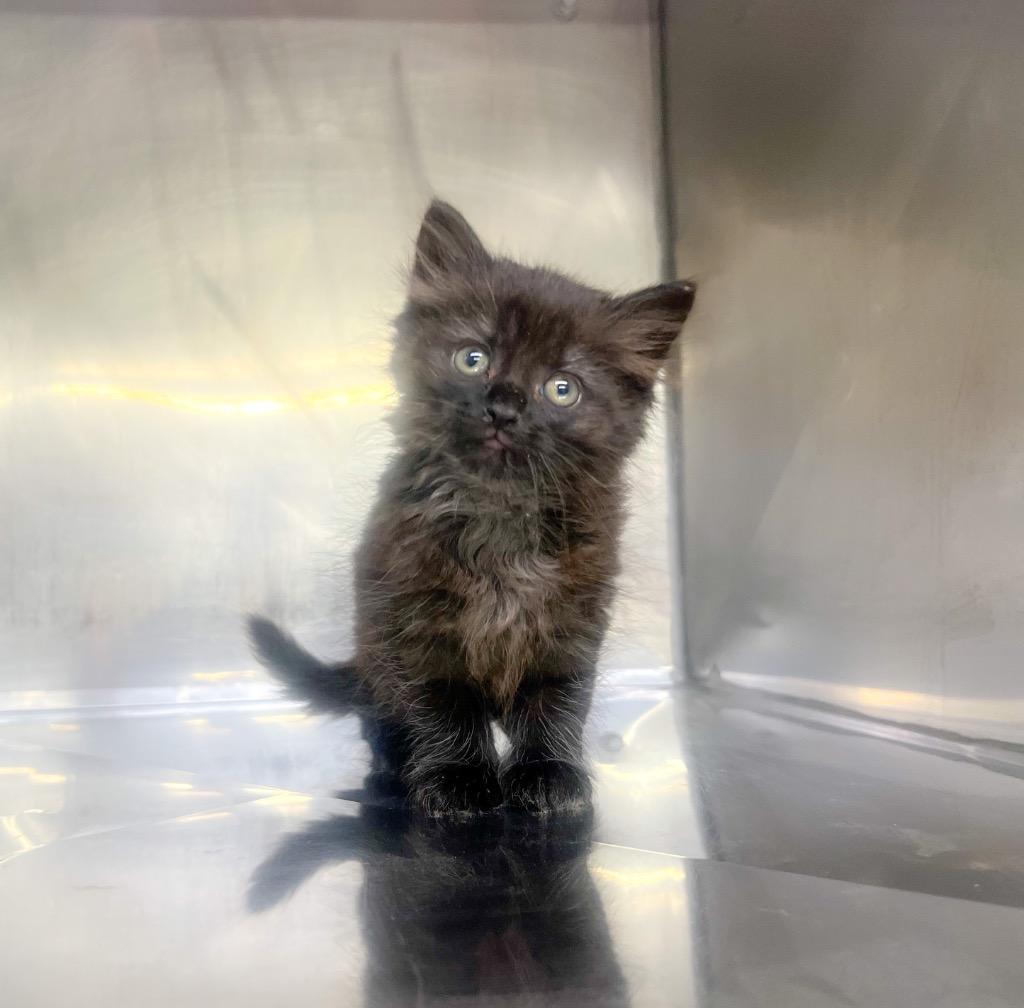 Enlarge Blaire, a Adoptable mixed breed in Murray, KY image 1/4