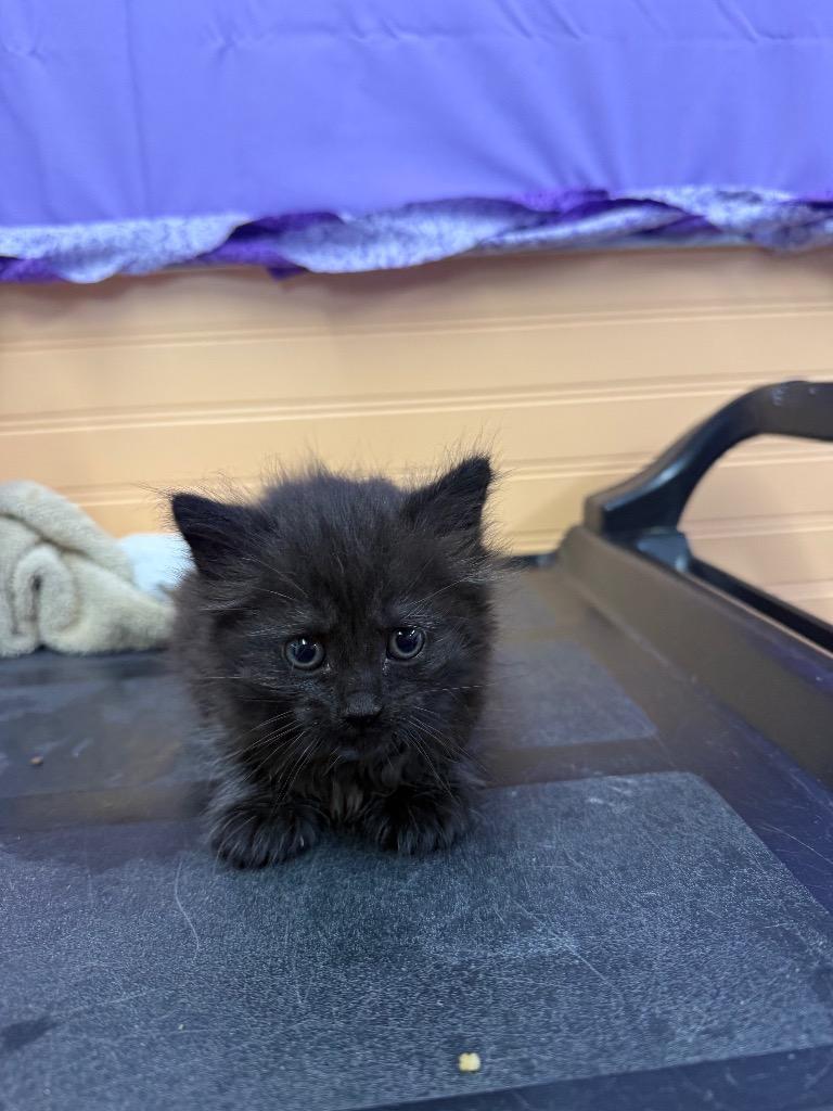 Enlarge Blaire, a Adoptable mixed breed in Murray, KY image 2/4