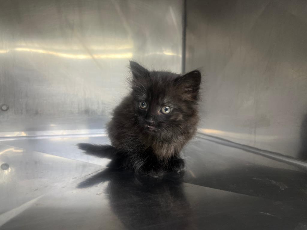 Enlarge Blaire, a Adoptable mixed breed in Murray, KY image 3/4