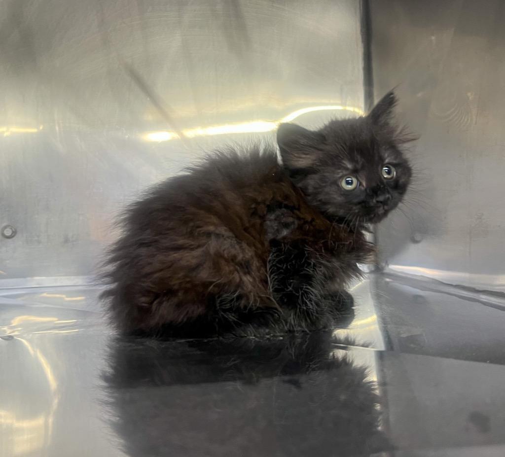 Enlarge Blaire, a Adoptable mixed breed in Murray, KY image 4/4