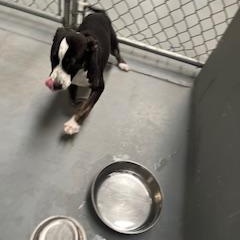 DAISY DUCK, Young Female Boxer