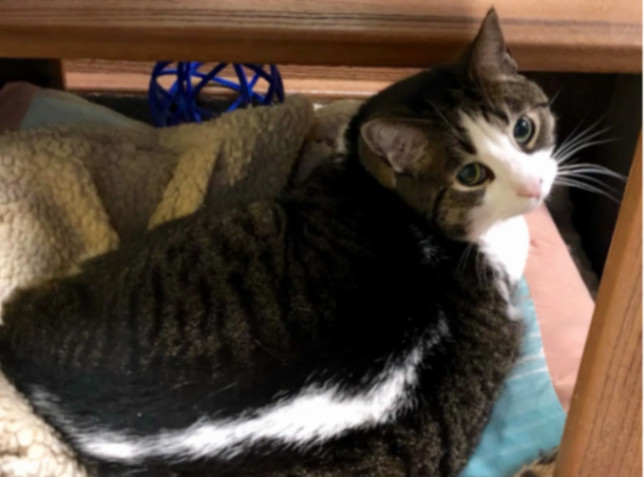Hazel, a Adoptable Domestic Short Hair in Edgewood, MD image 1/10