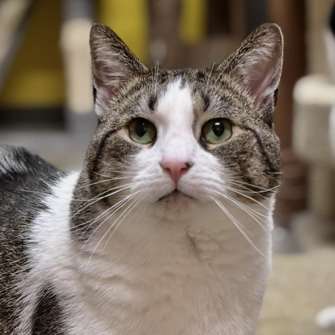 Hazel, Adoptable, Adult Female Domestic Short Hair.