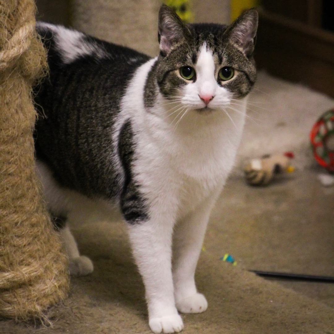 Hazel, a Adoptable Domestic Short Hair in Edgewood, MD image 2/10