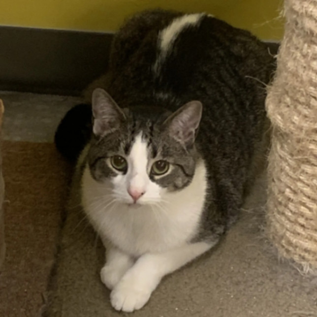 Hazel, a Adoptable Domestic Short Hair in Edgewood, MD image 3/10