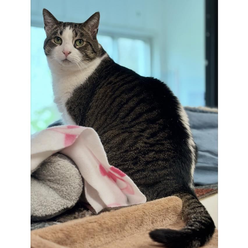 Hazel, a Adoptable Domestic Short Hair in Edgewood, MD image 5/6