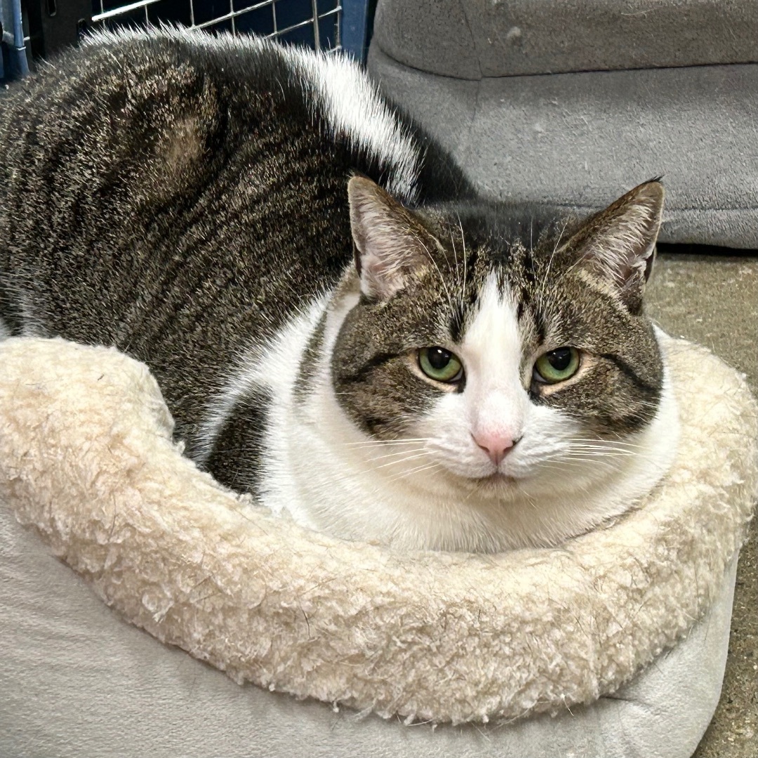 Hazel, a Adoptable Domestic Short Hair in Edgewood, MD image 4/10