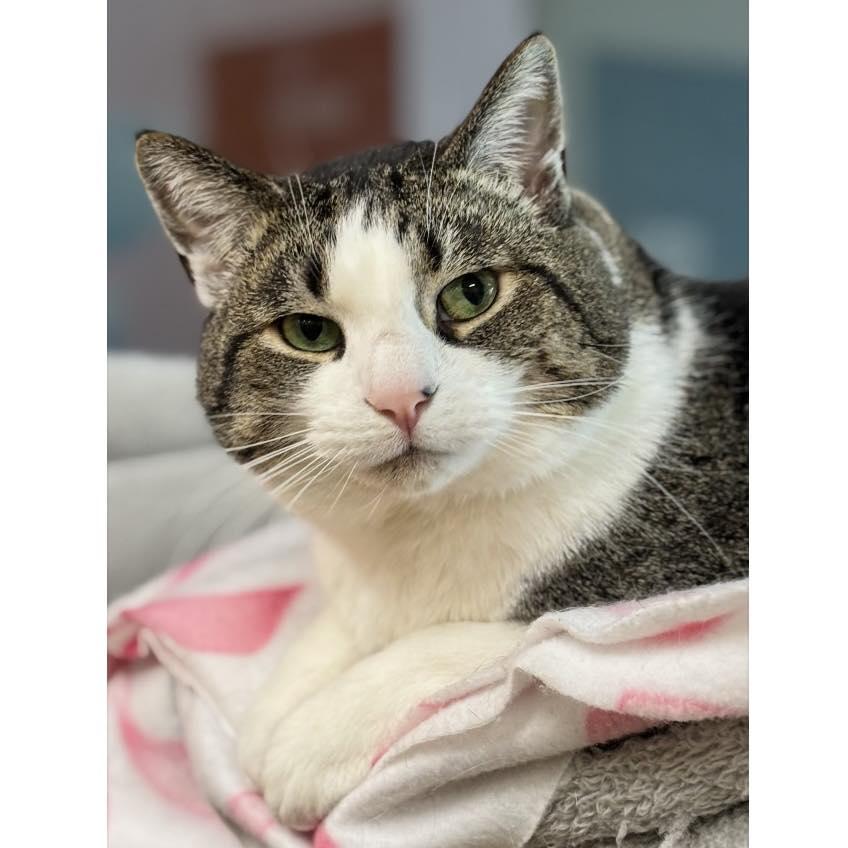 Hazel, a Adoptable Domestic Short Hair in Edgewood, MD image 4/6