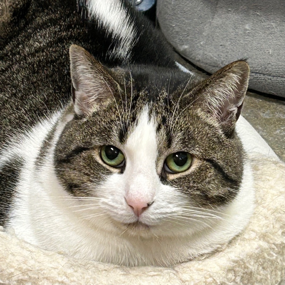 Hazel, a Adoptable Domestic Short Hair in Edgewood, MD image 5/10