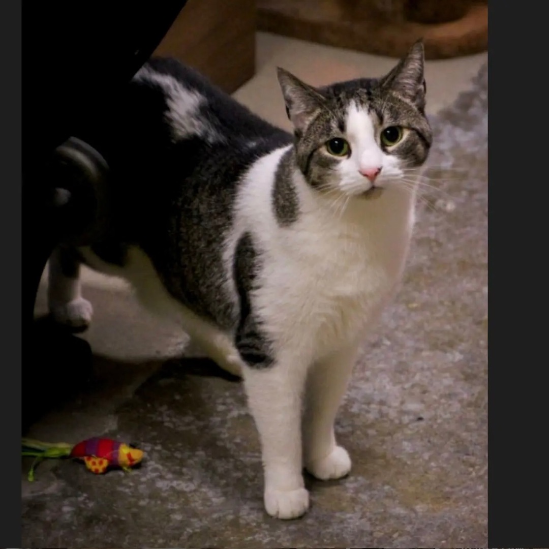 Hazel, a Adoptable Domestic Short Hair in Edgewood, MD image 6/10