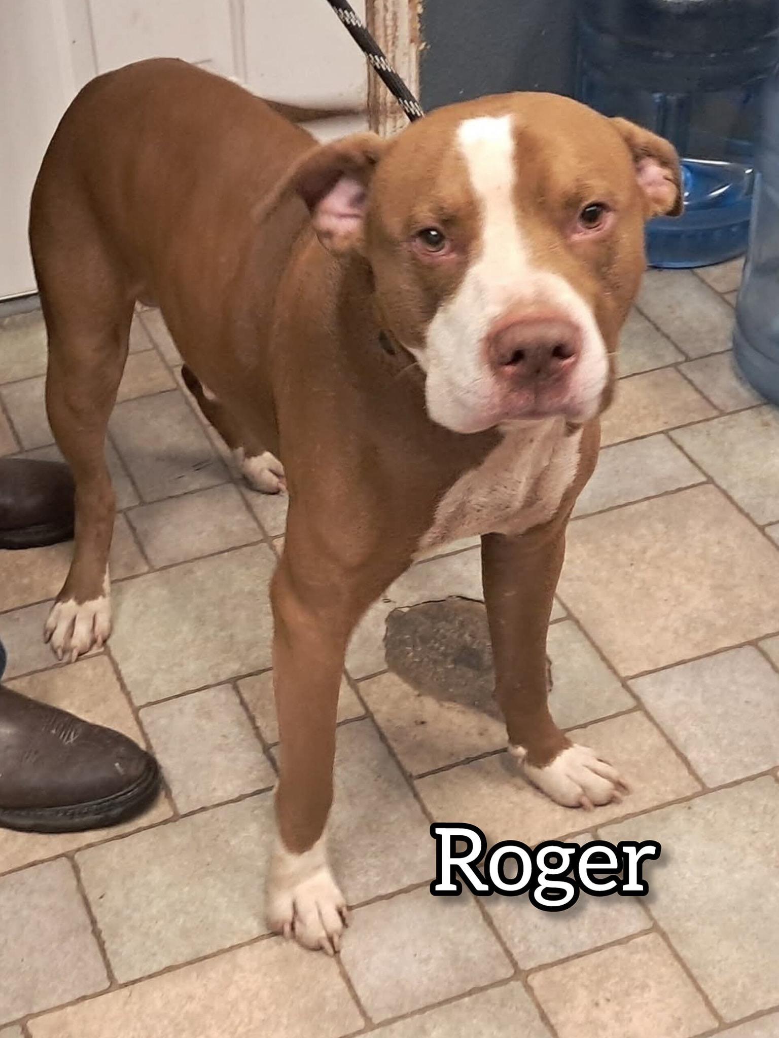 Enlarge Roger, a Adoptable Pit Bull Terrier in Hollister, MO image 3/4