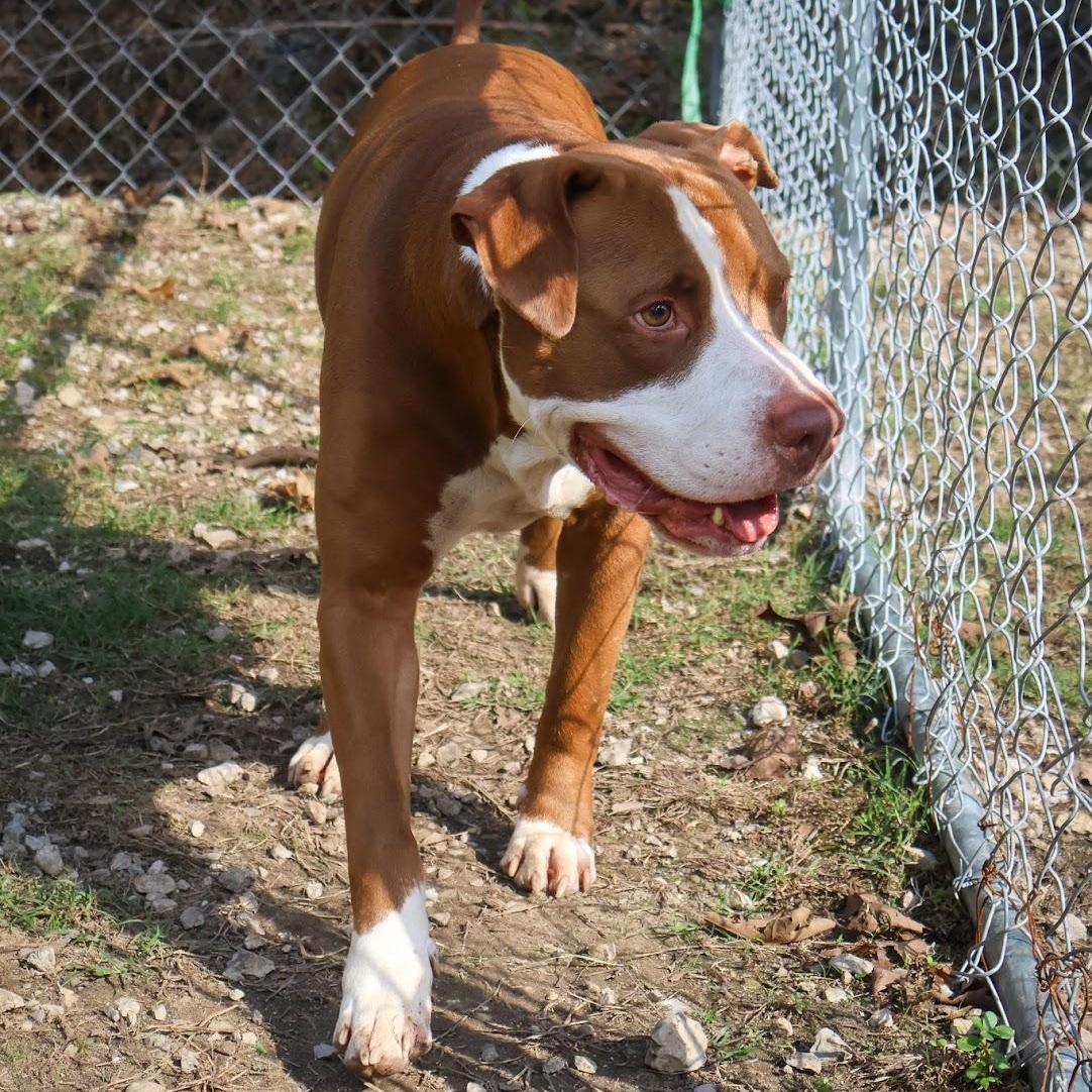 Enlarge Roger, a Adoptable Pit Bull Terrier in Hollister, MO image 2/4