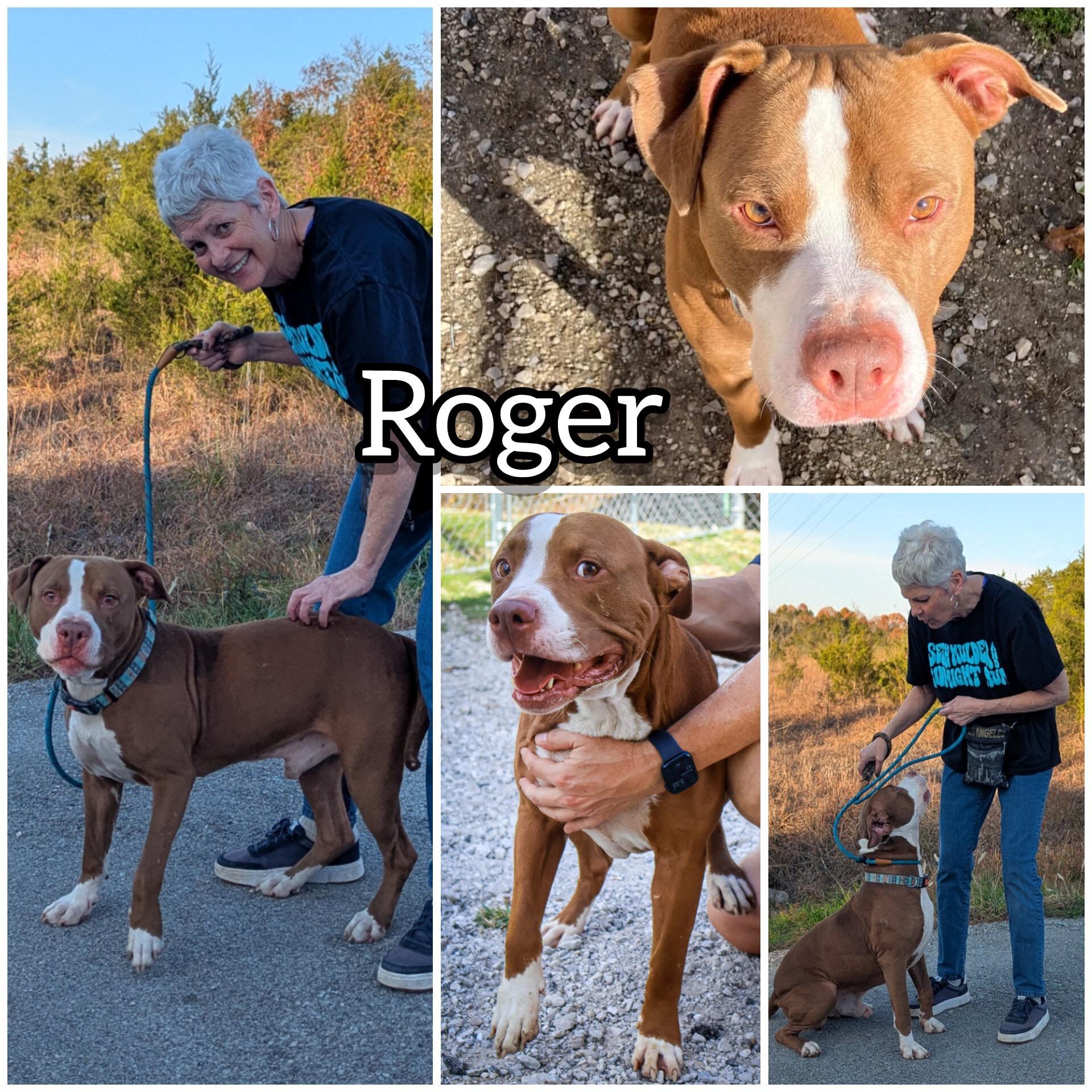 Enlarge Roger, a Adoptable Pit Bull Terrier in Hollister, MO image 1/4