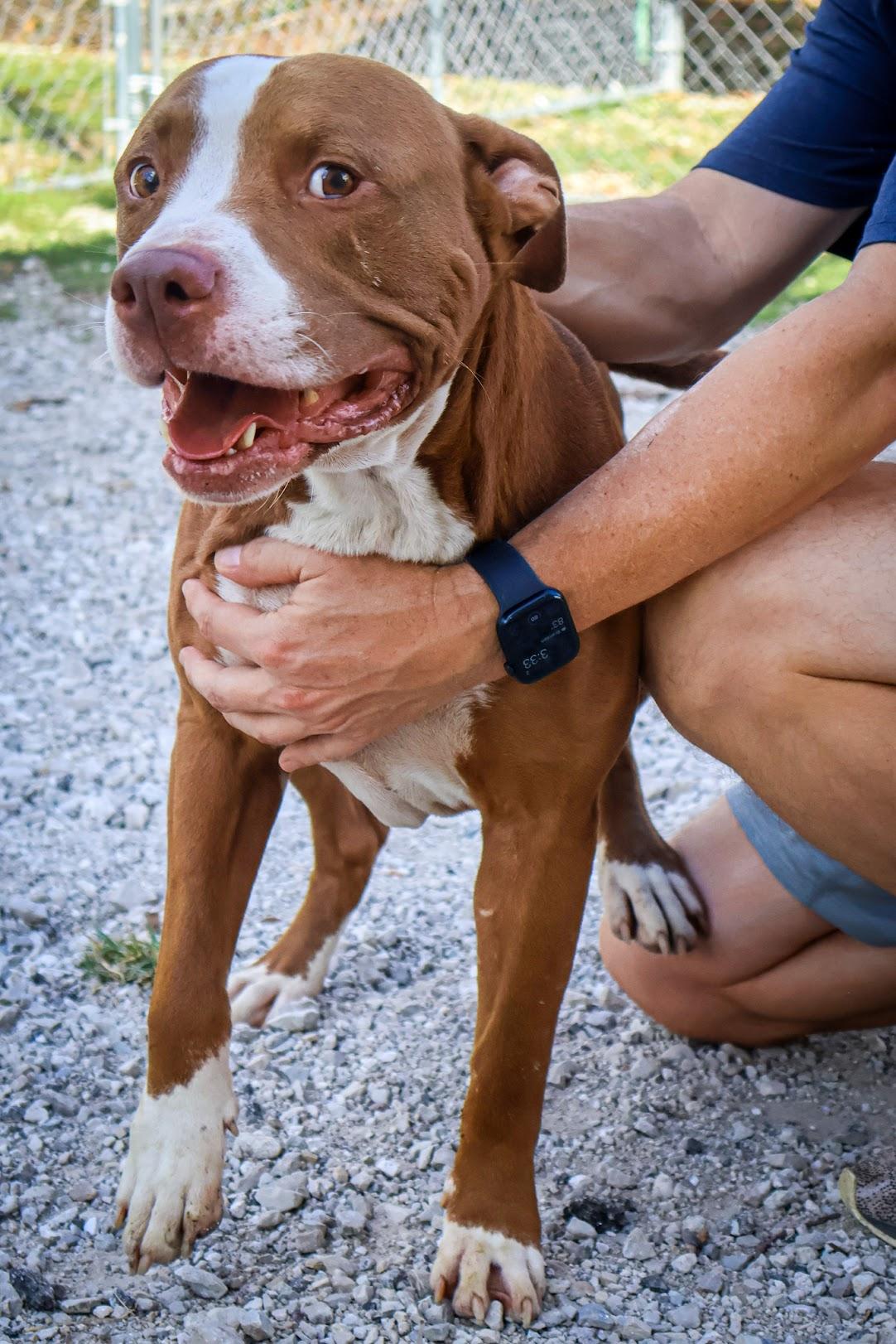 Enlarge Roger, a Adoptable Pit Bull Terrier in Hollister, MO image 4/4