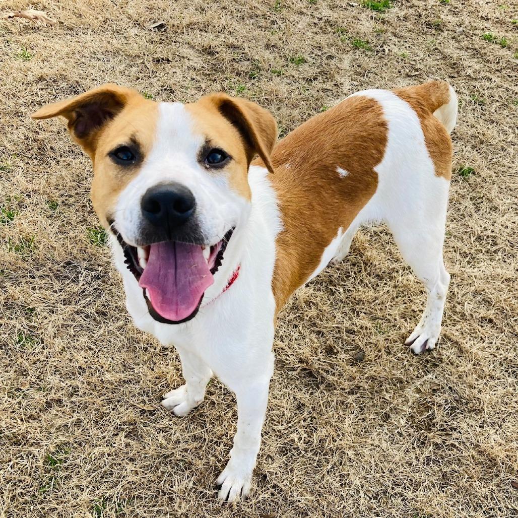 Button, Adoptable, Young Male Cattle Dog.