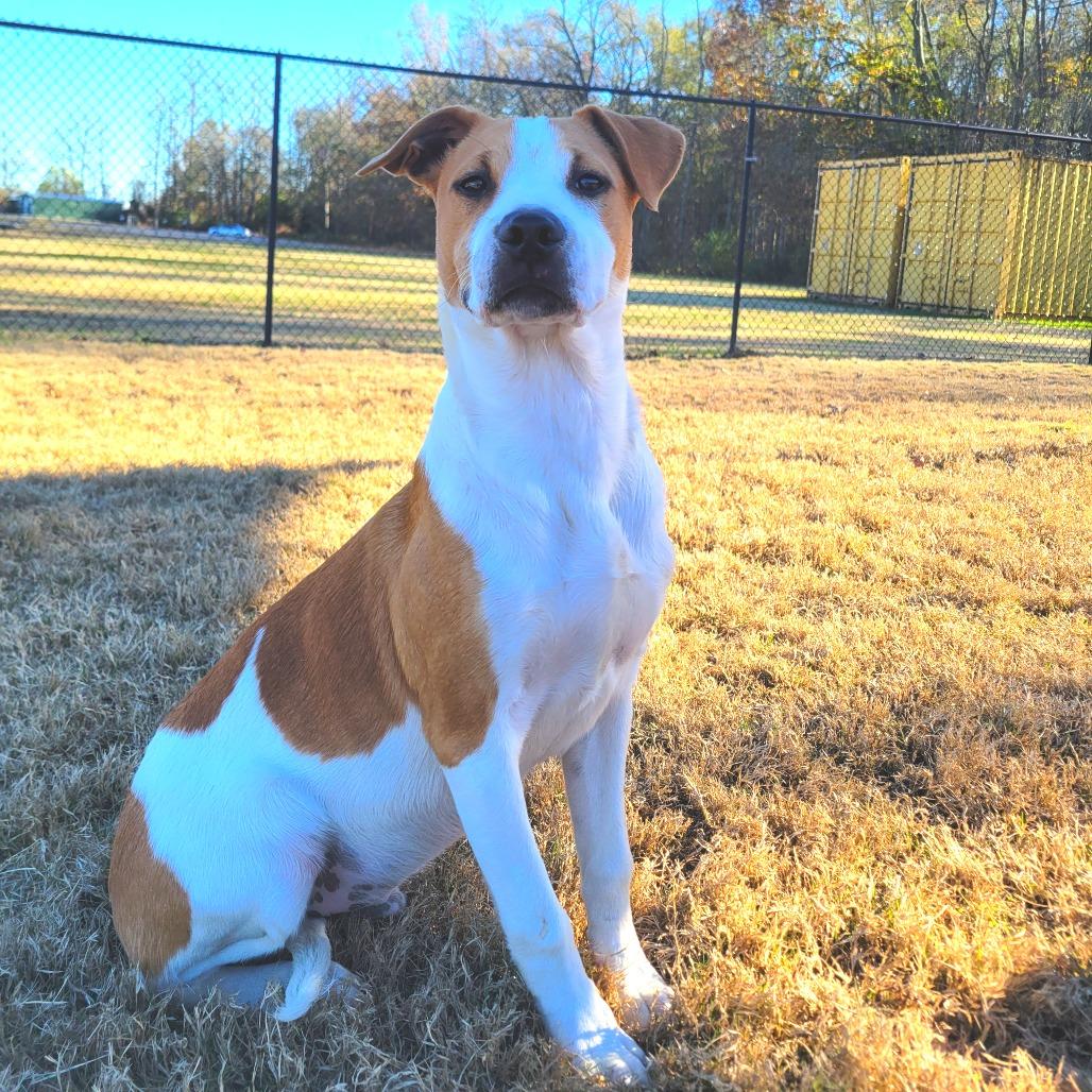 Button, Adoptable, Young Male Cattle Dog.
