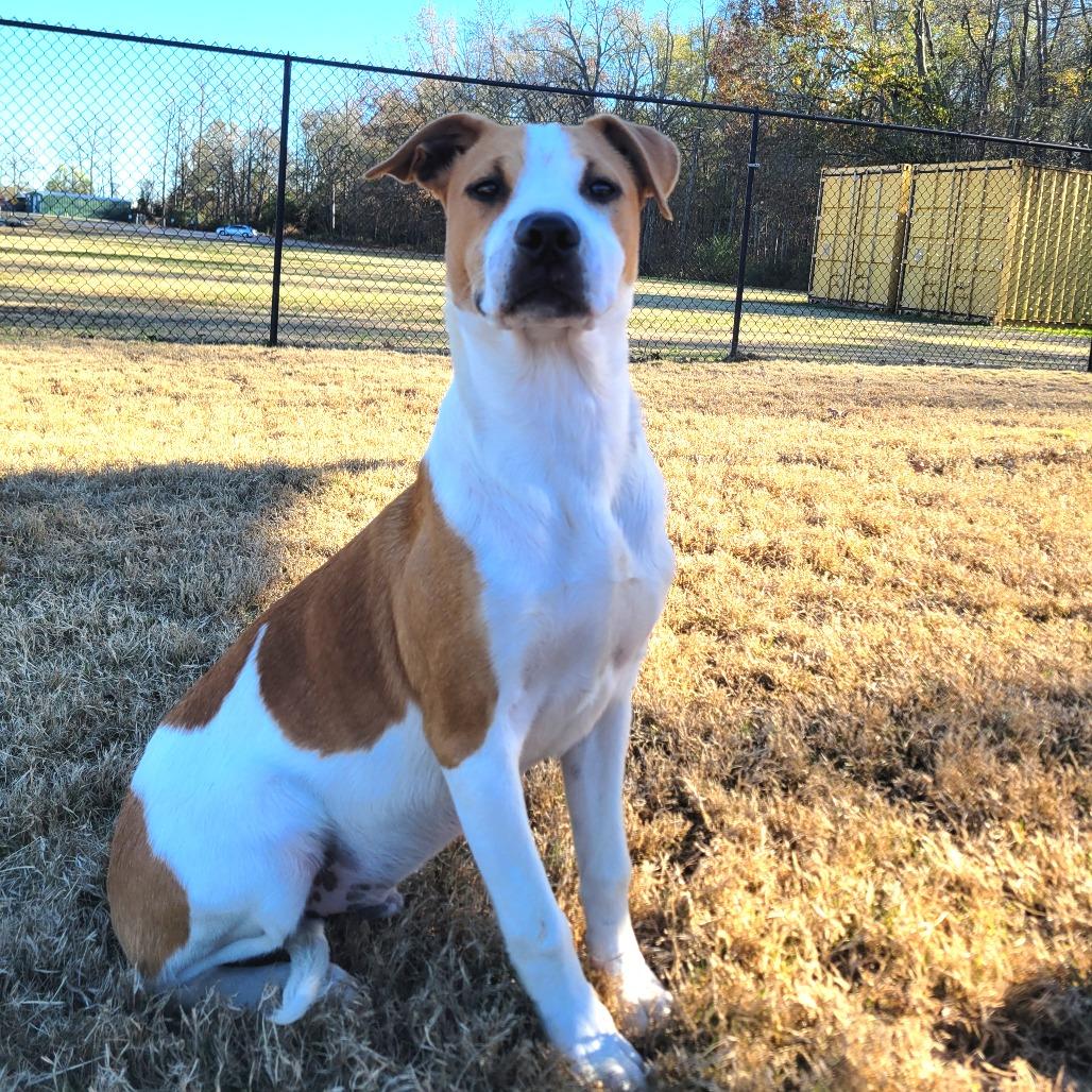 Enlarge Button, a Adoptable mixed breed in Cabot, AR image 2/2