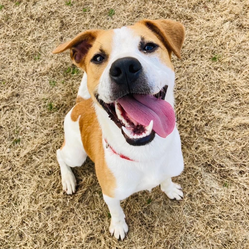 Button, a Adoptable mixed breed in Cabot, AR image 2/6