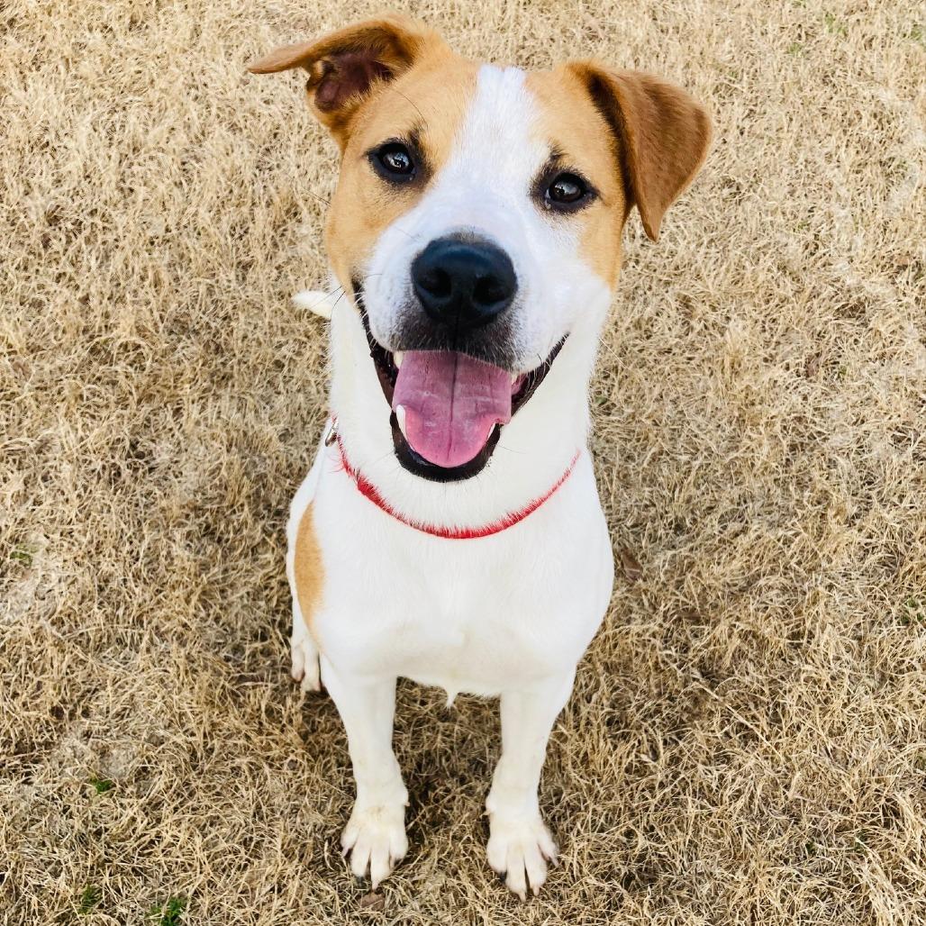 Button, a Adoptable mixed breed in Cabot, AR image 3/6