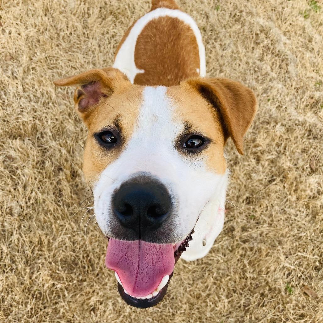 Button, a Adoptable mixed breed in Cabot, AR image 4/6