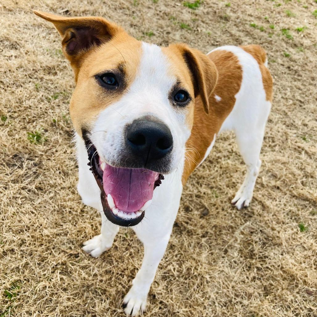 Button, a Adoptable mixed breed in Cabot, AR image 5/6