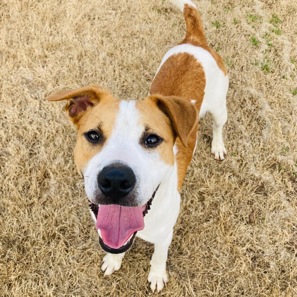 Button, a Adoptable mixed breed in Cabot, AR image 6/6