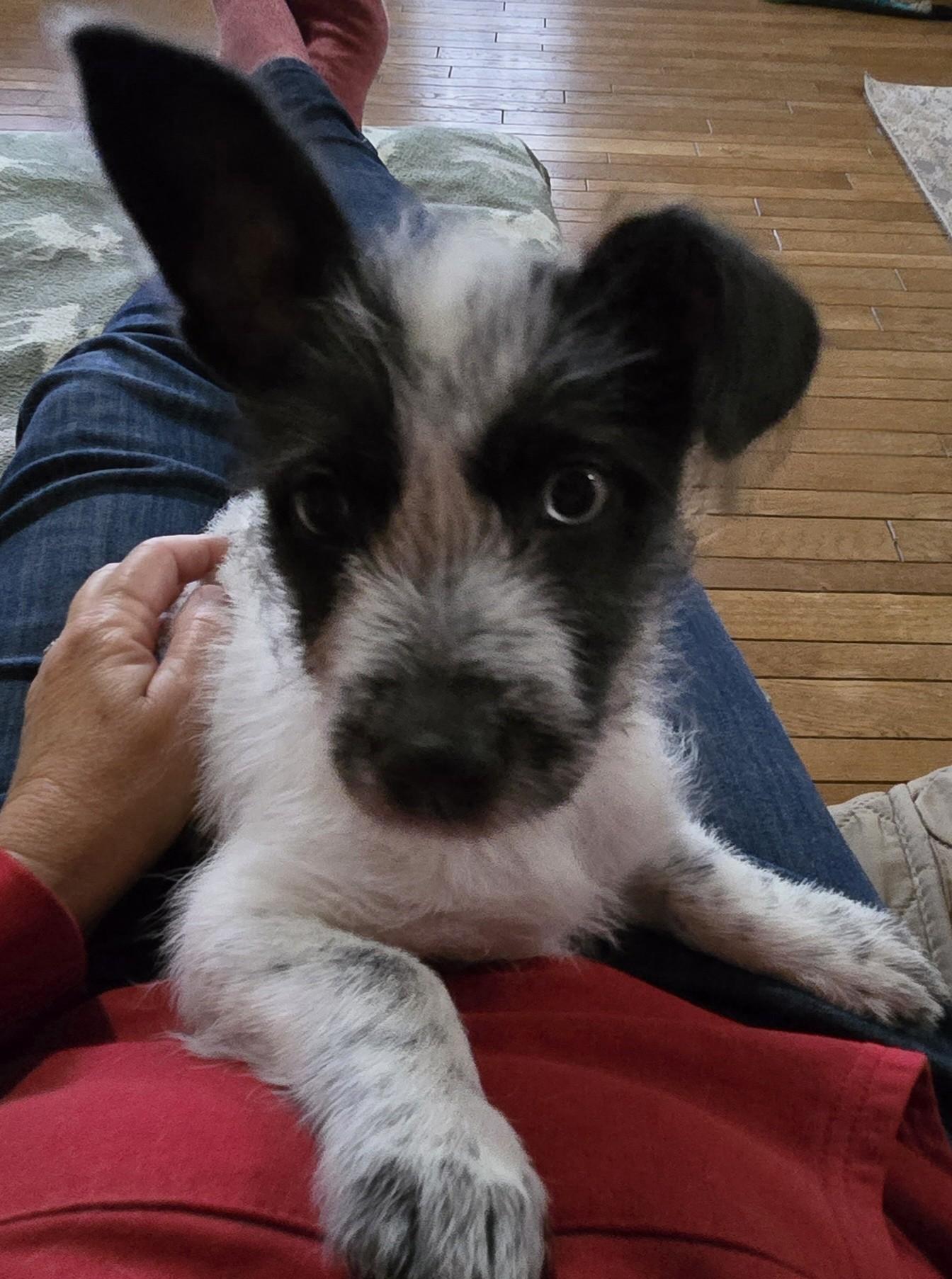 Rousy, a Adoptable mixed breed in Oakdale, CA image 2/3