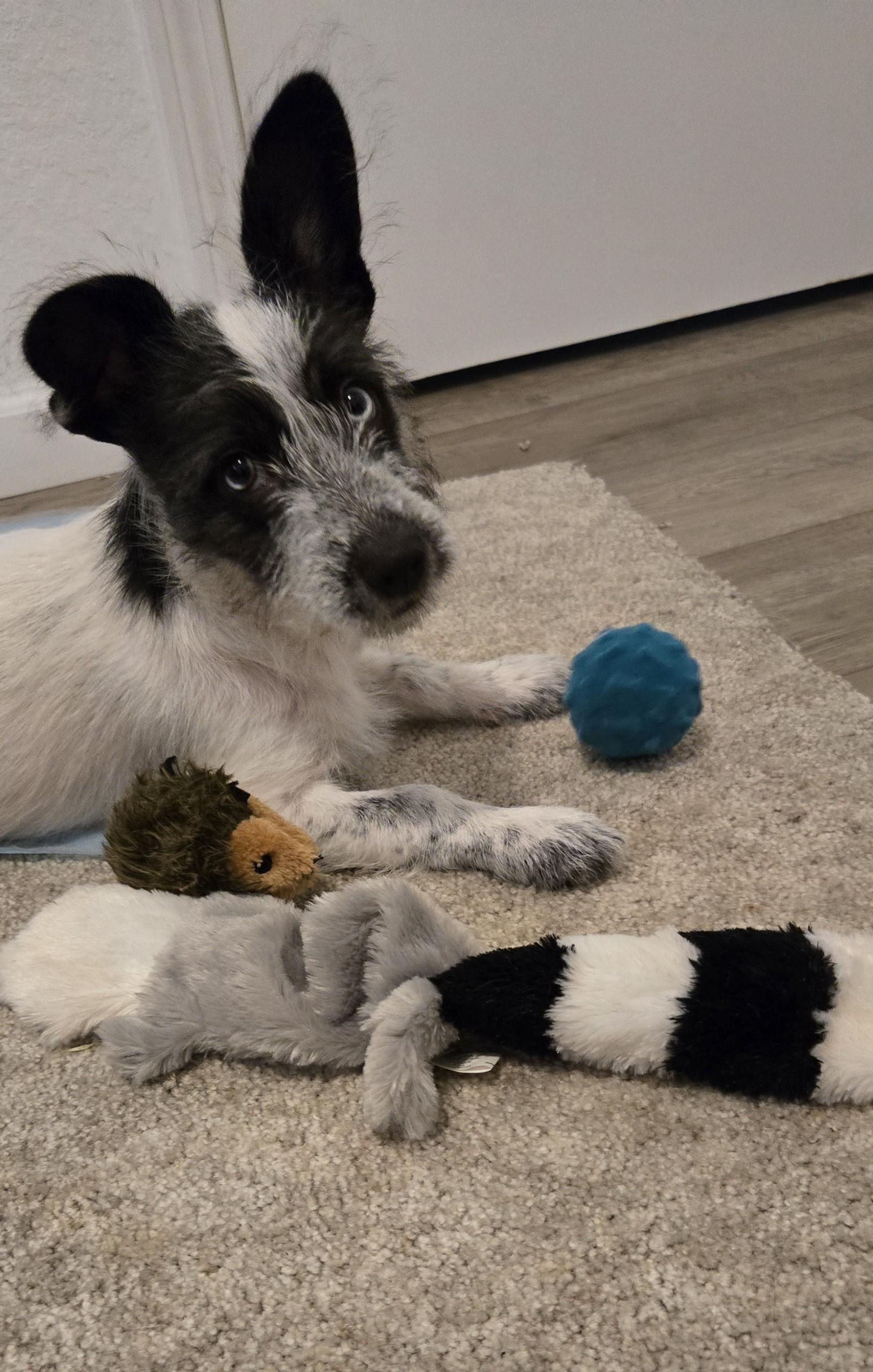 Enlarge Rousy, an adoptable mixed breed in Oakdale, CA image 2/5