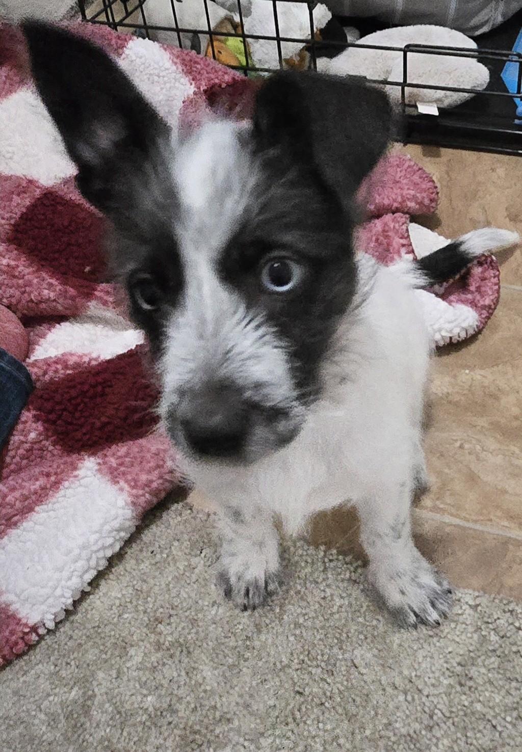 Rousy, a Adoptable mixed breed in Oakdale, CA image 3/3