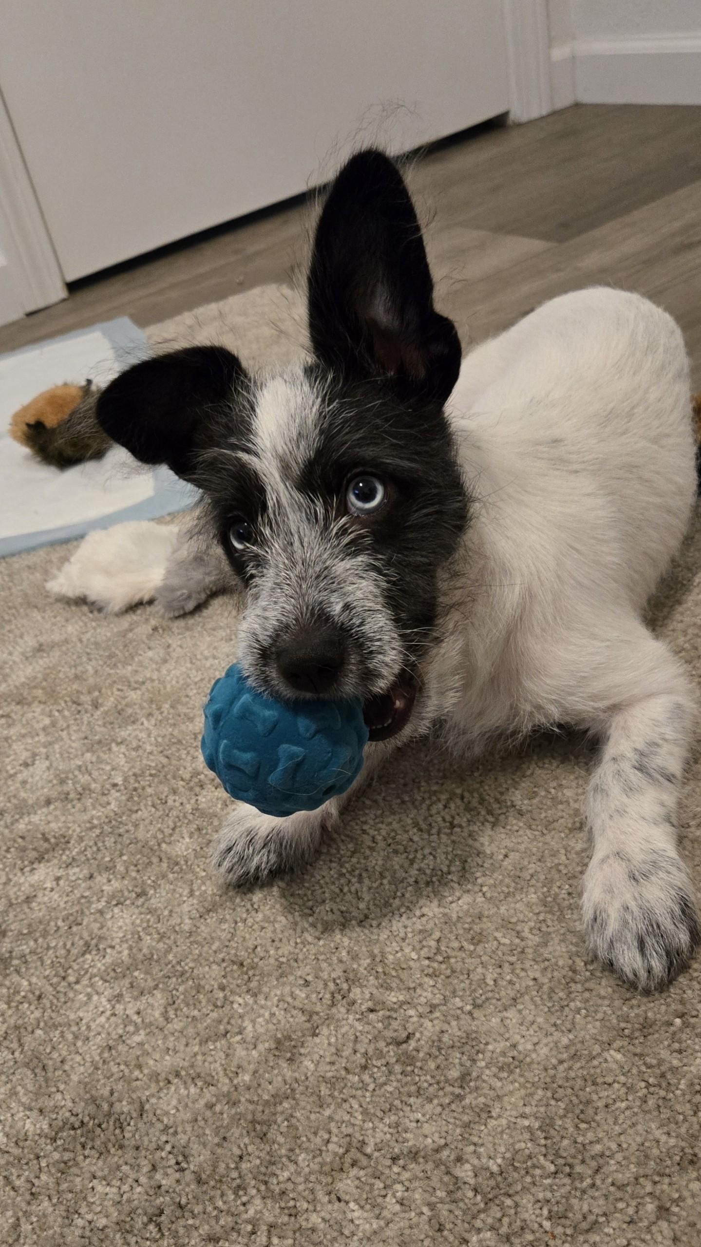 Rousy, Adoptable, Puppy Female Terrier & Cattle Dog.