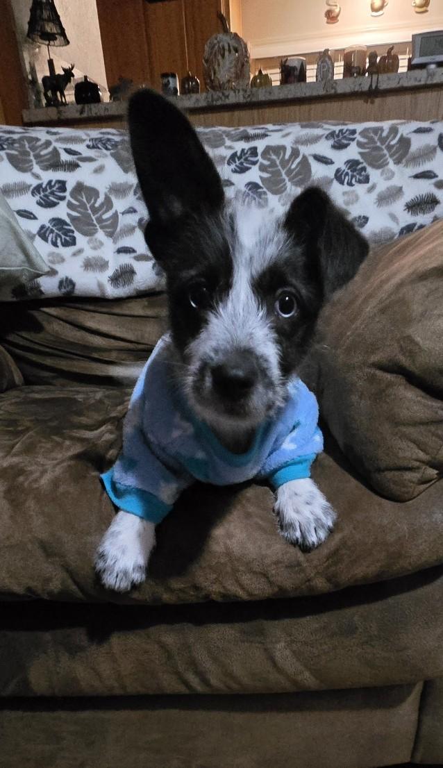 Rousy, a Adoptable mixed breed in Oakdale, CA image 1/3