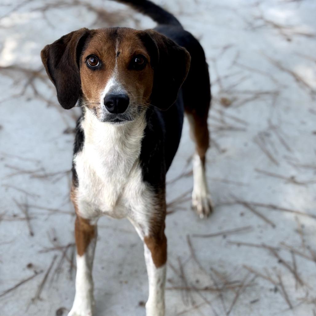 Enlarge Fern, a Adoptable mixed breed in Durham, NC image 1/6