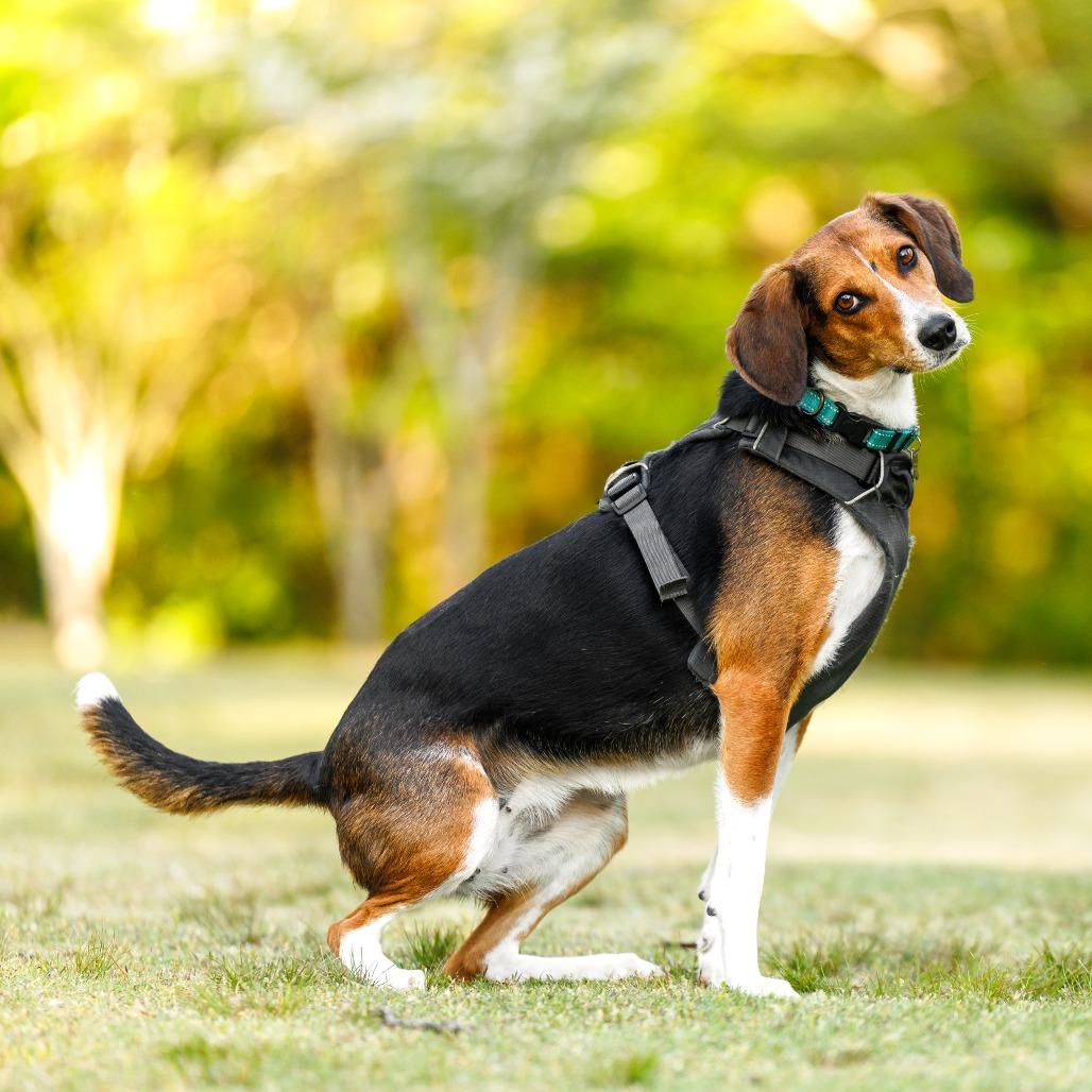 Enlarge Fern, a Adoptable mixed breed in Durham, NC image 2/6