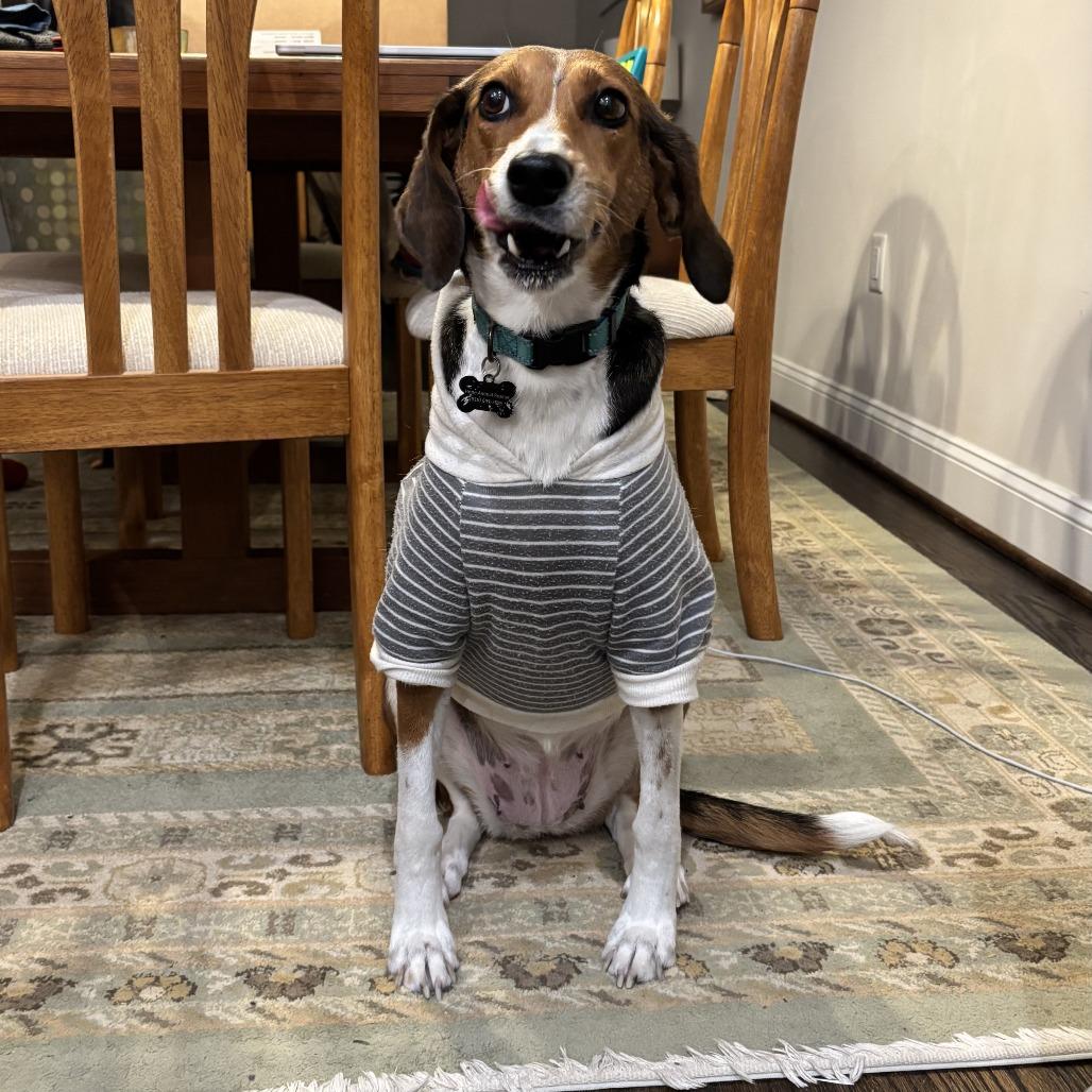 Enlarge Fern, a Adoptable mixed breed in Durham, NC image 2/6