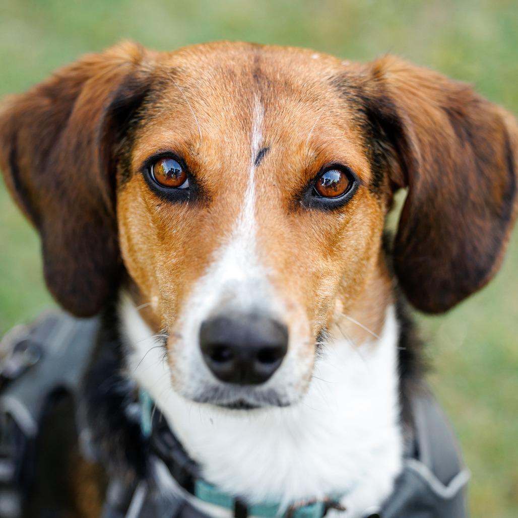 Enlarge Fern, a Adoptable mixed breed in Durham, NC image 3/6