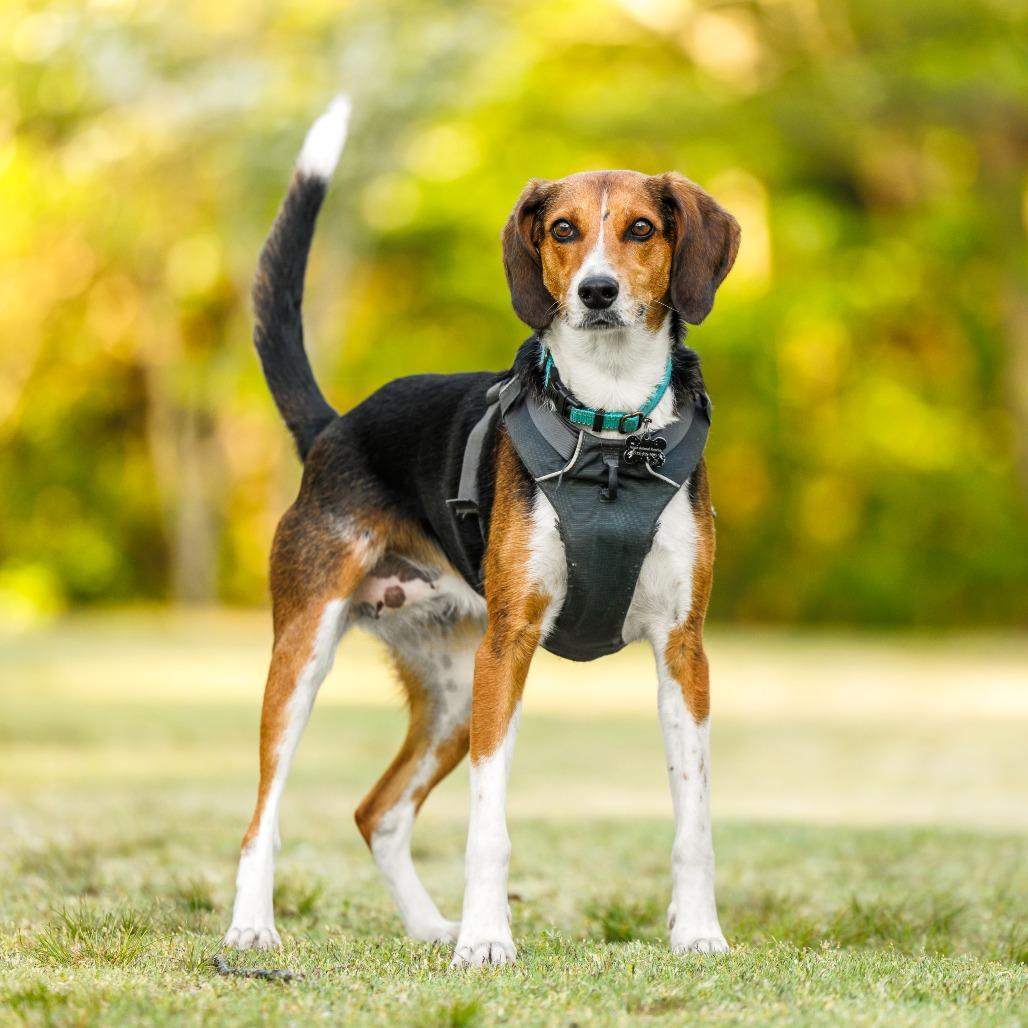 Enlarge Fern, a Adoptable mixed breed in Durham, NC image 4/6